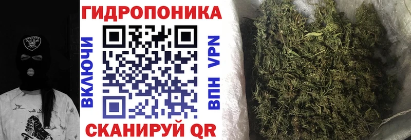 Канабис сатива  Шимановск 